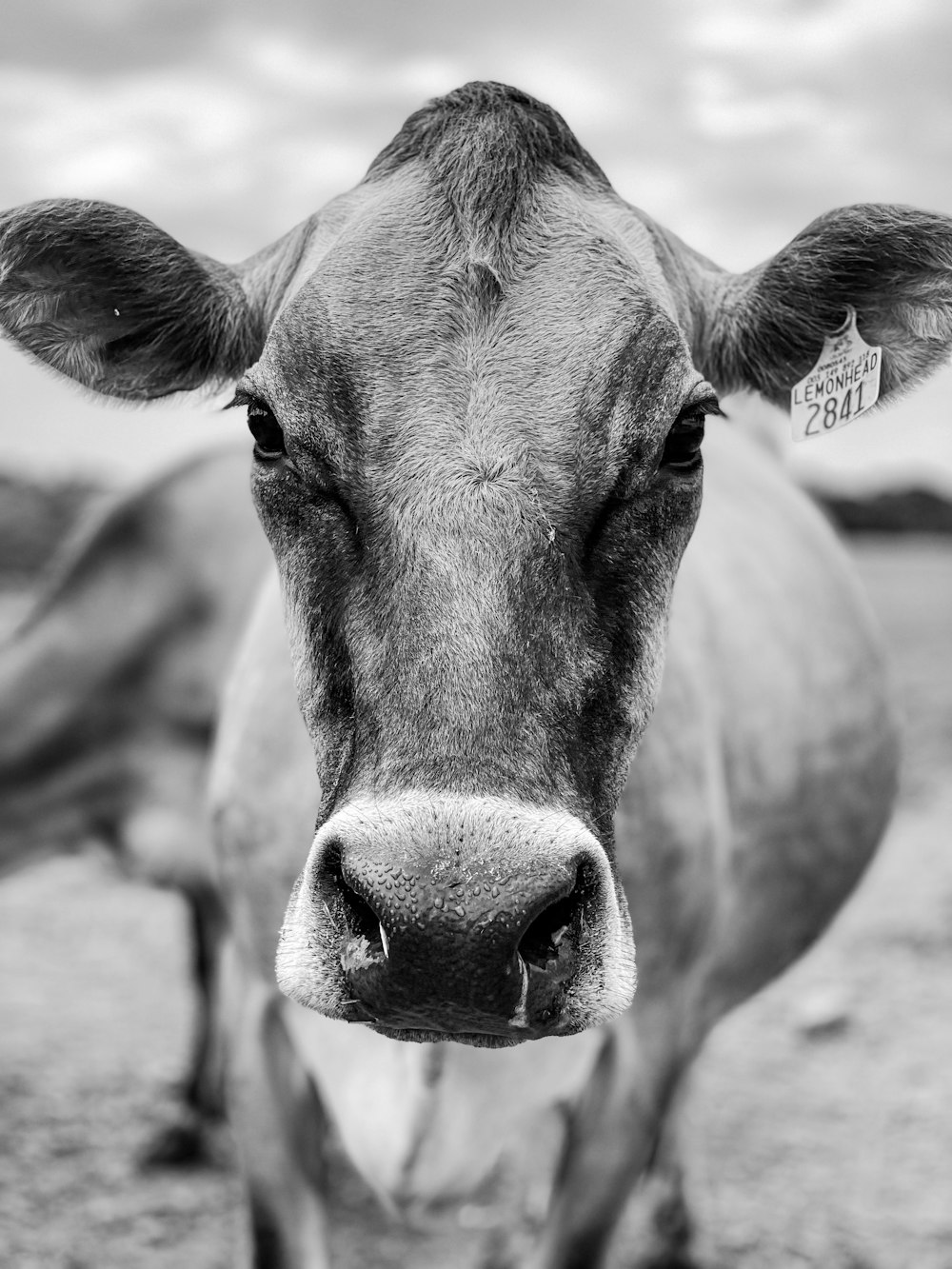 grayscale photo of cows head