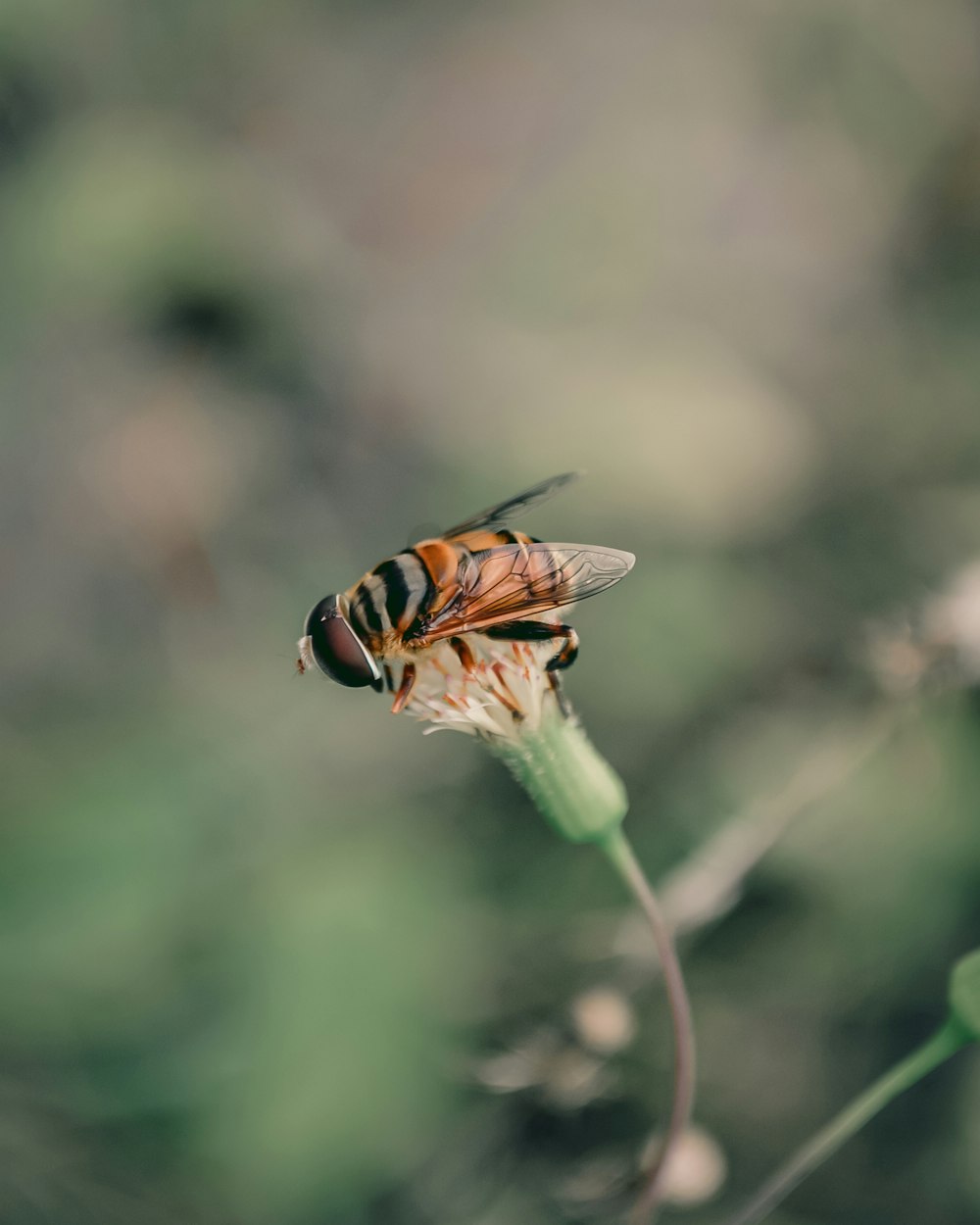 yellow and black bee on green plant