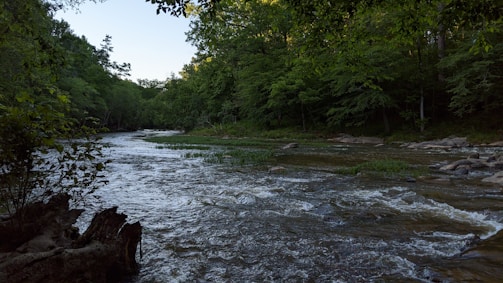 A serene river flows through a lush, green forest with dense vegetation on both banks. The water appears clear and moves swiftly over small rocks and rapids. Sunlight filters through the trees, creating patches of light and shadow on the water's surface.