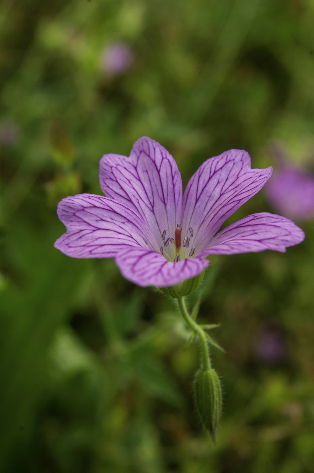 purple flower in tilt shift lens