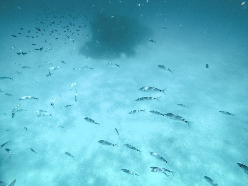 school of fish under water