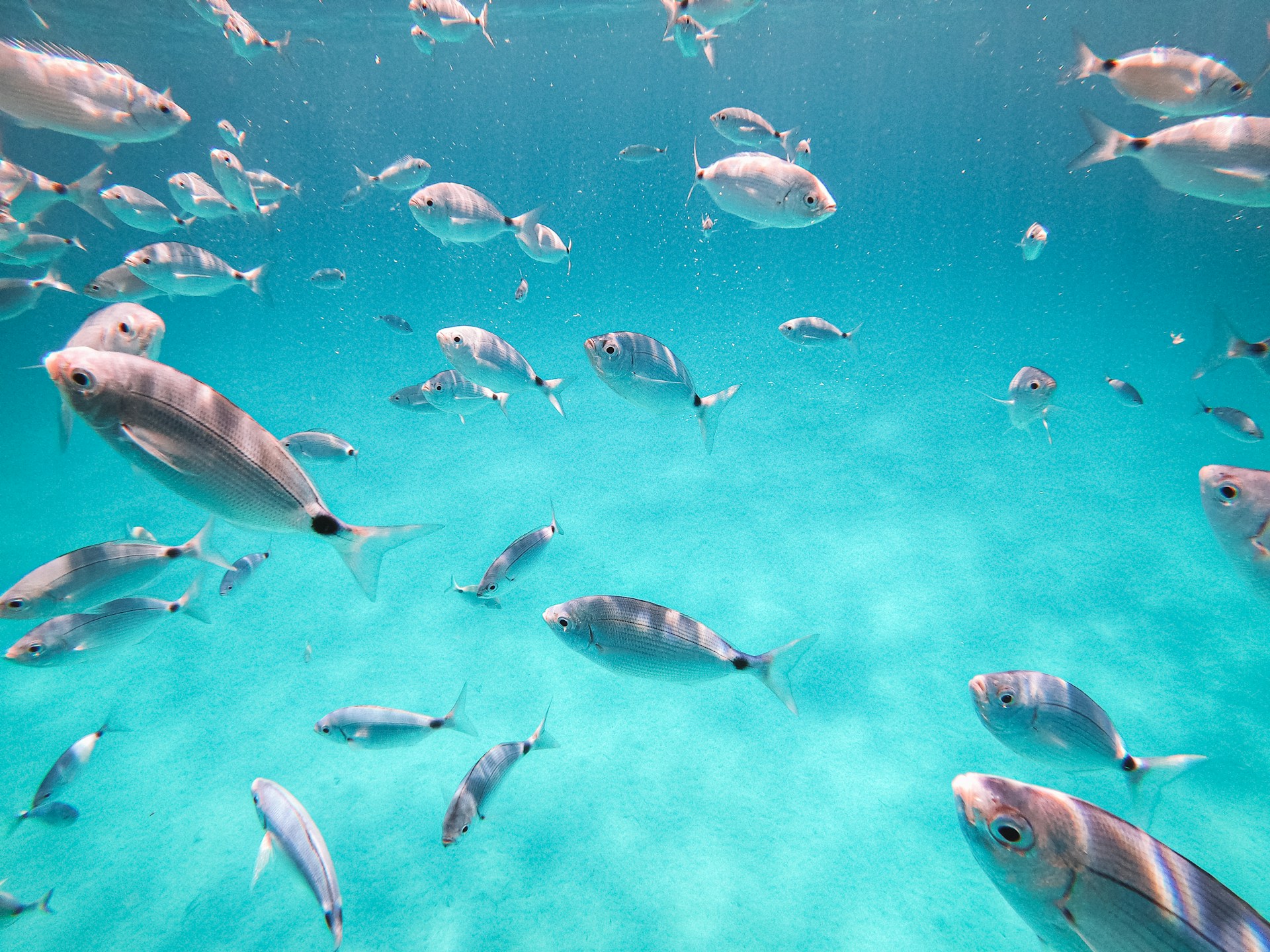 school of fish in water