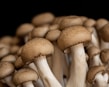 brown mushrooms in black background