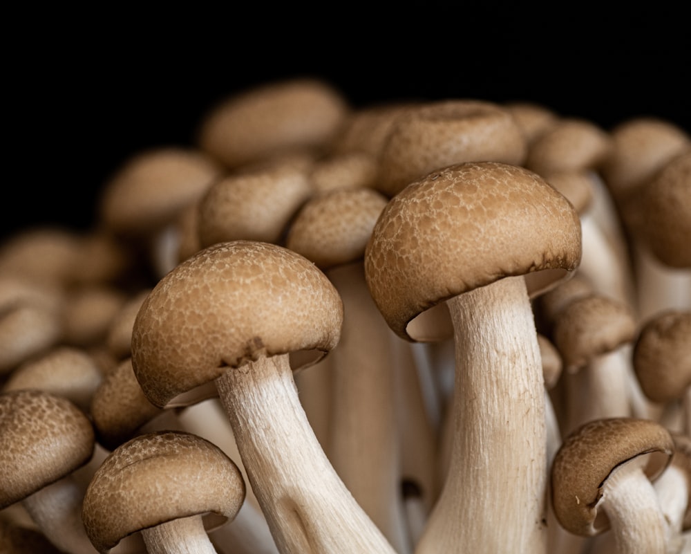 brown mushrooms in black background