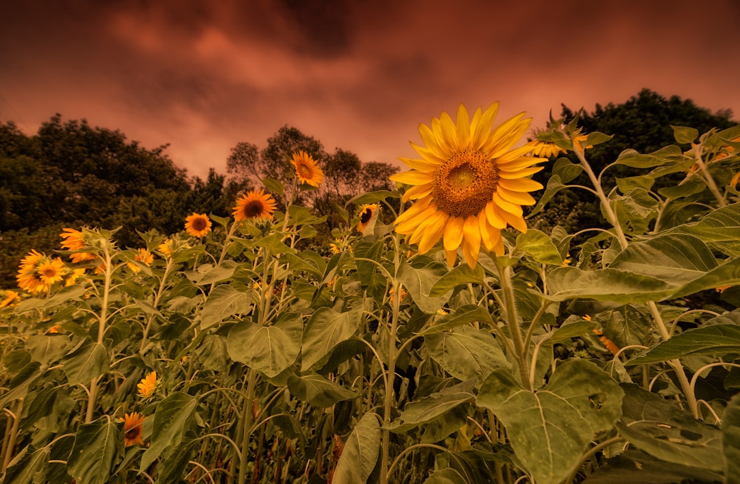 sunflower field under cloudy sky during daytime