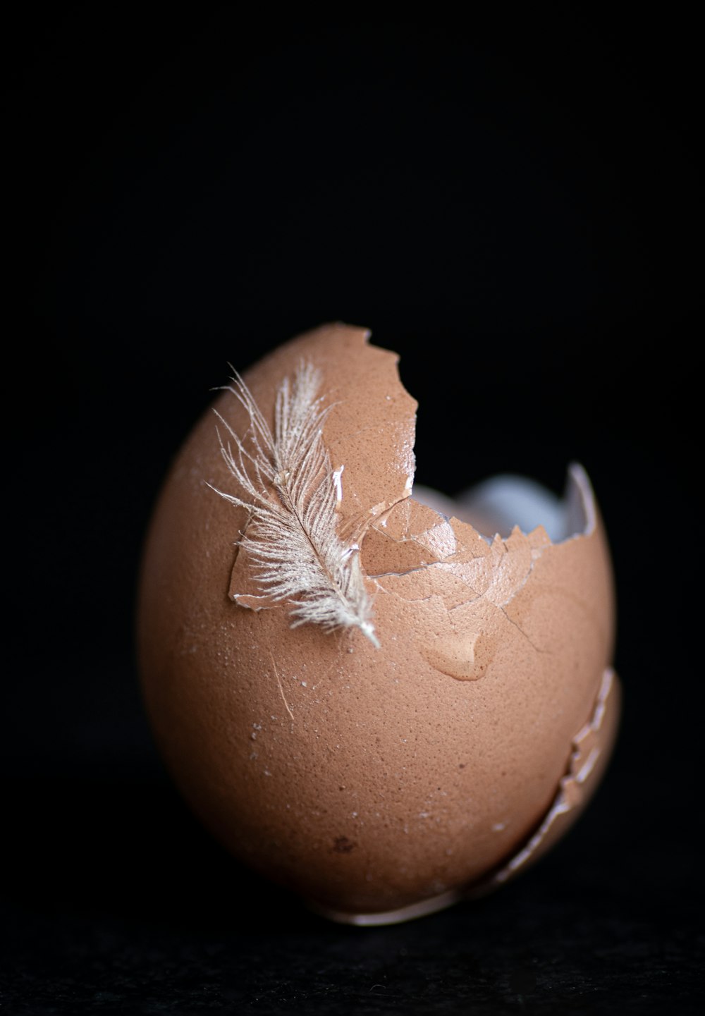 brown egg with white flower petals