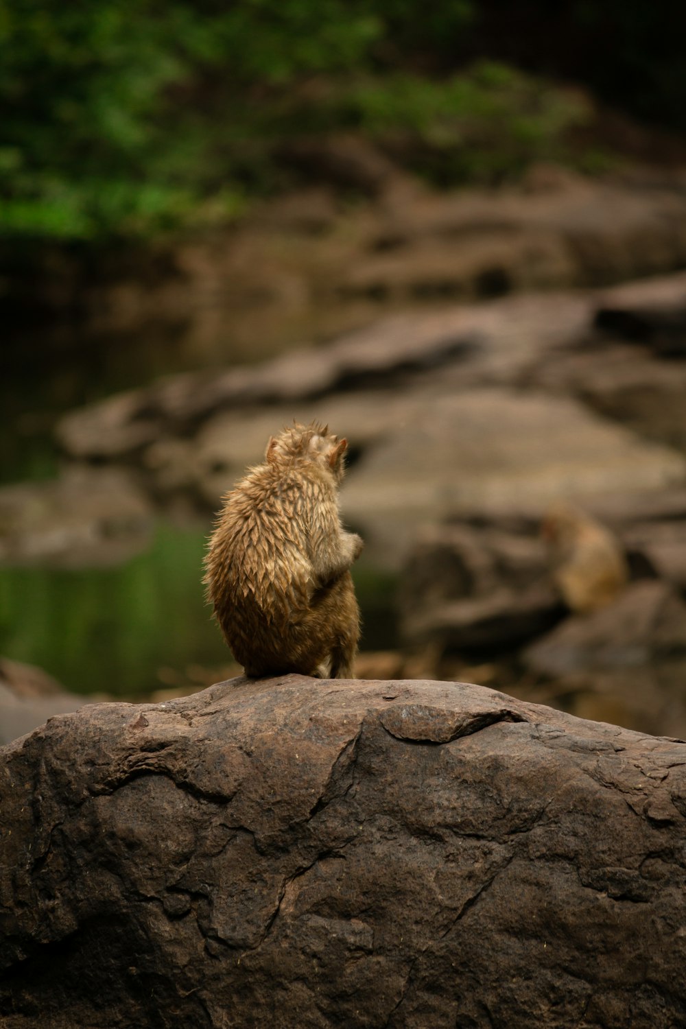 brown animal on gray rock