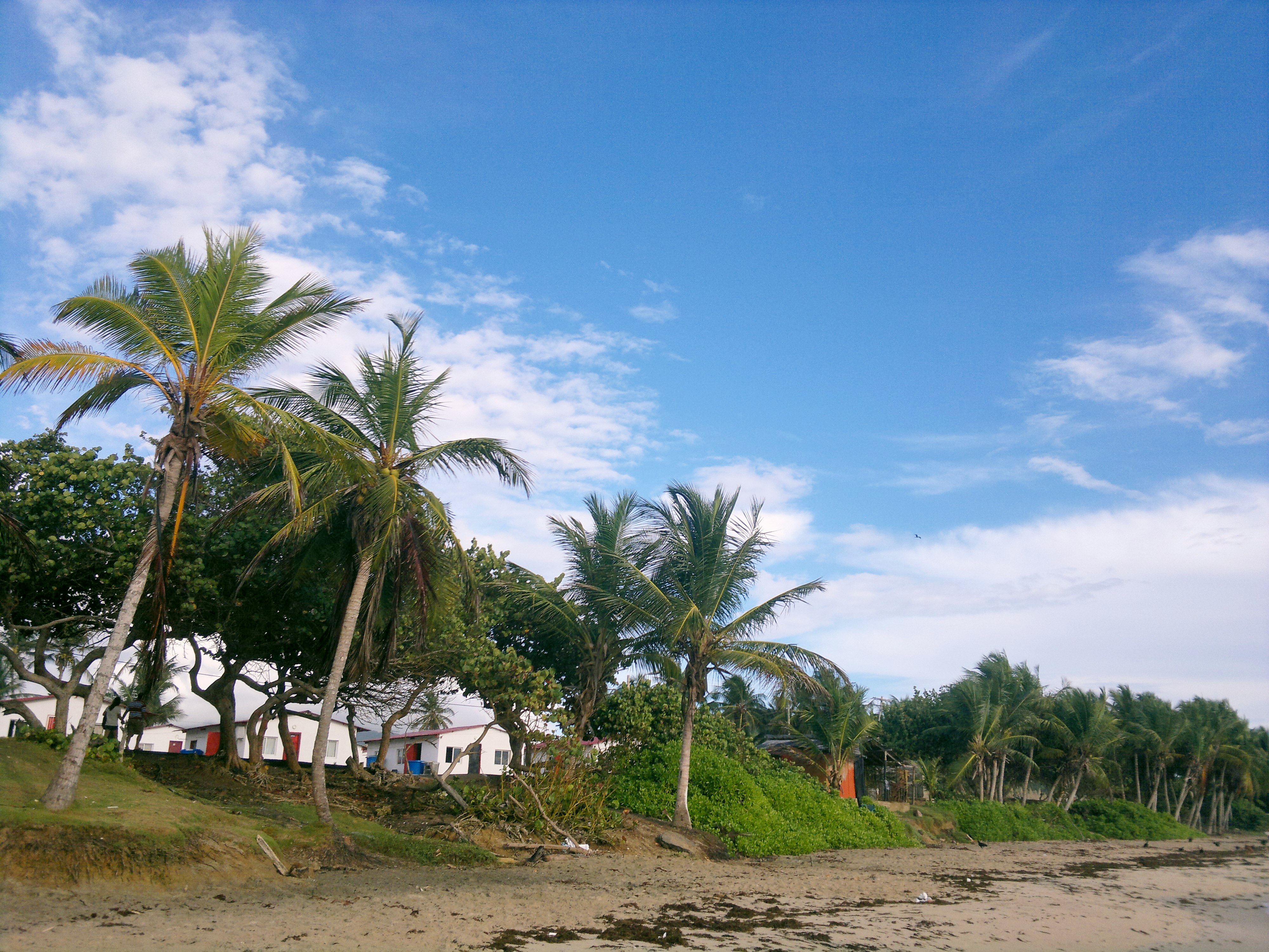 green palm trees on brown sand under blue sky during daytime