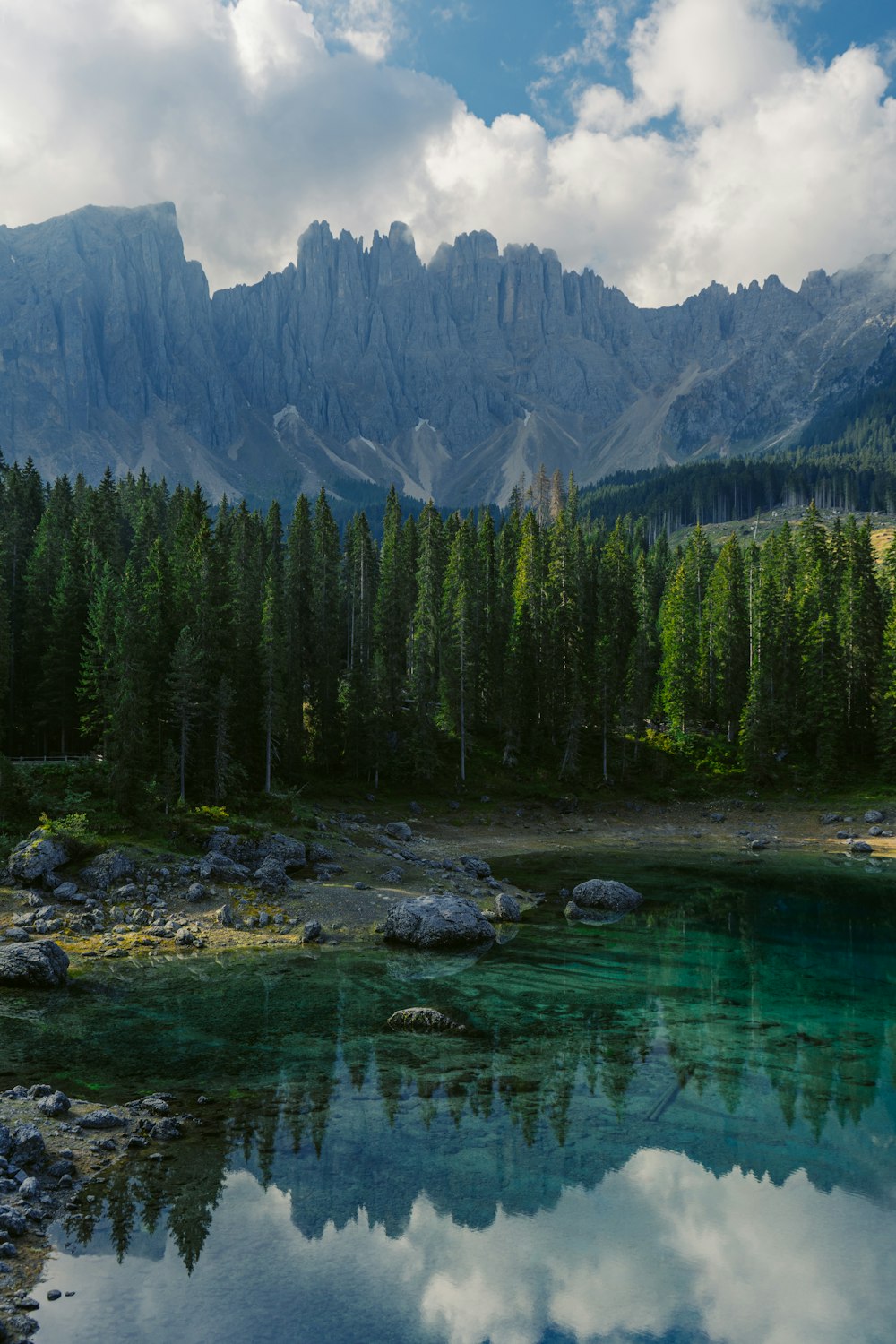 green pine trees near lake during daytime