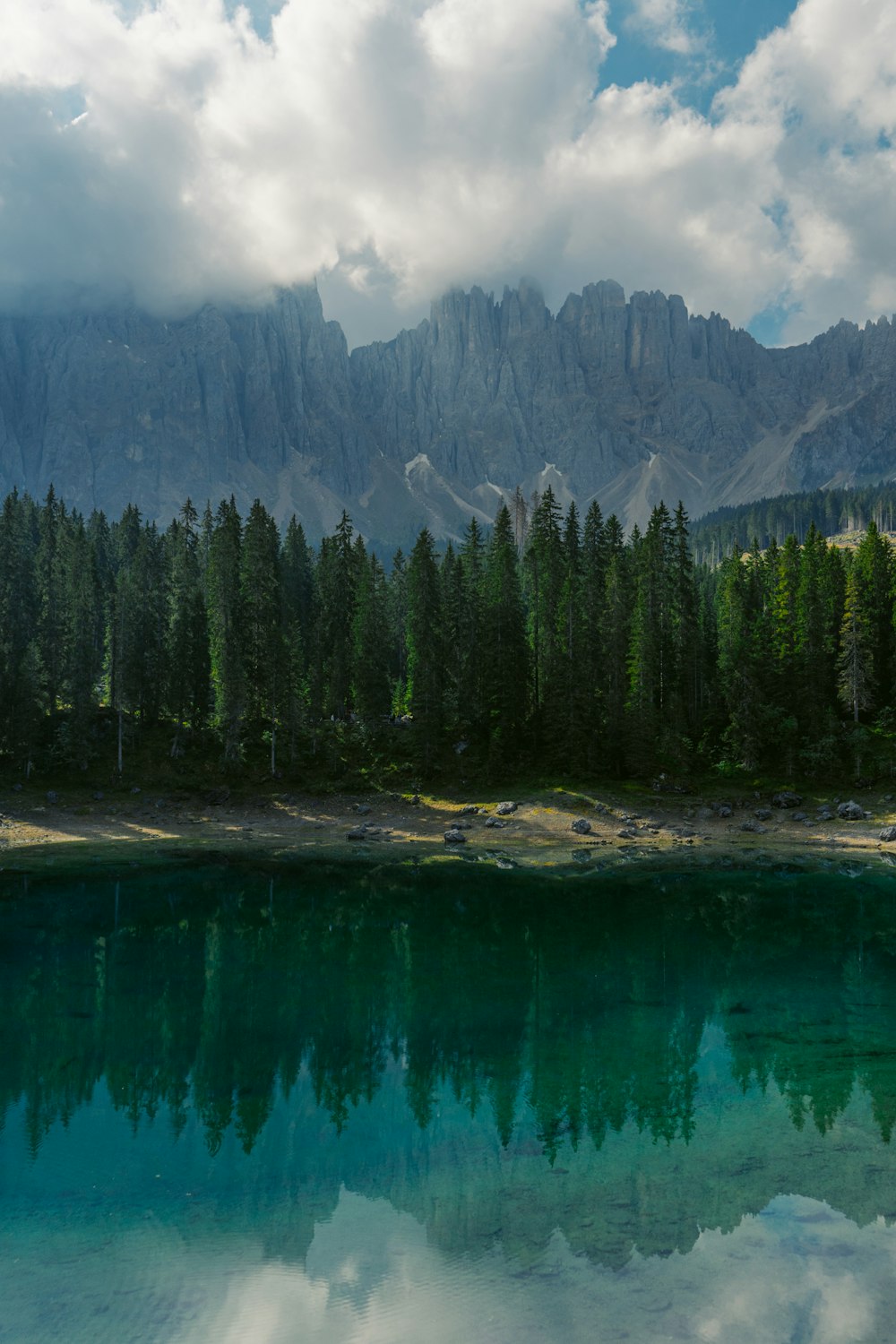 green pine trees near body of water during daytime