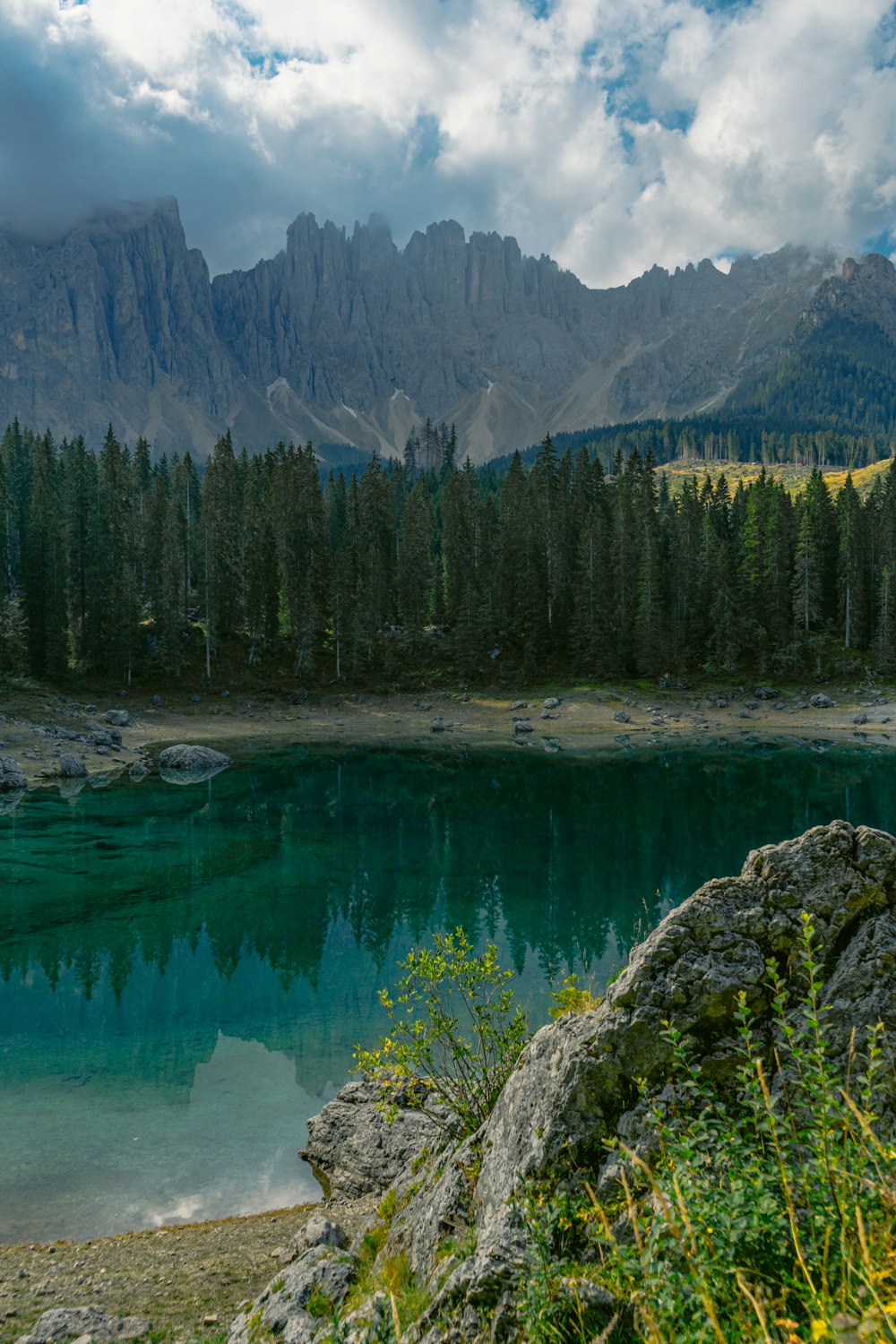 pini verdi vicino al lago durante il giorno