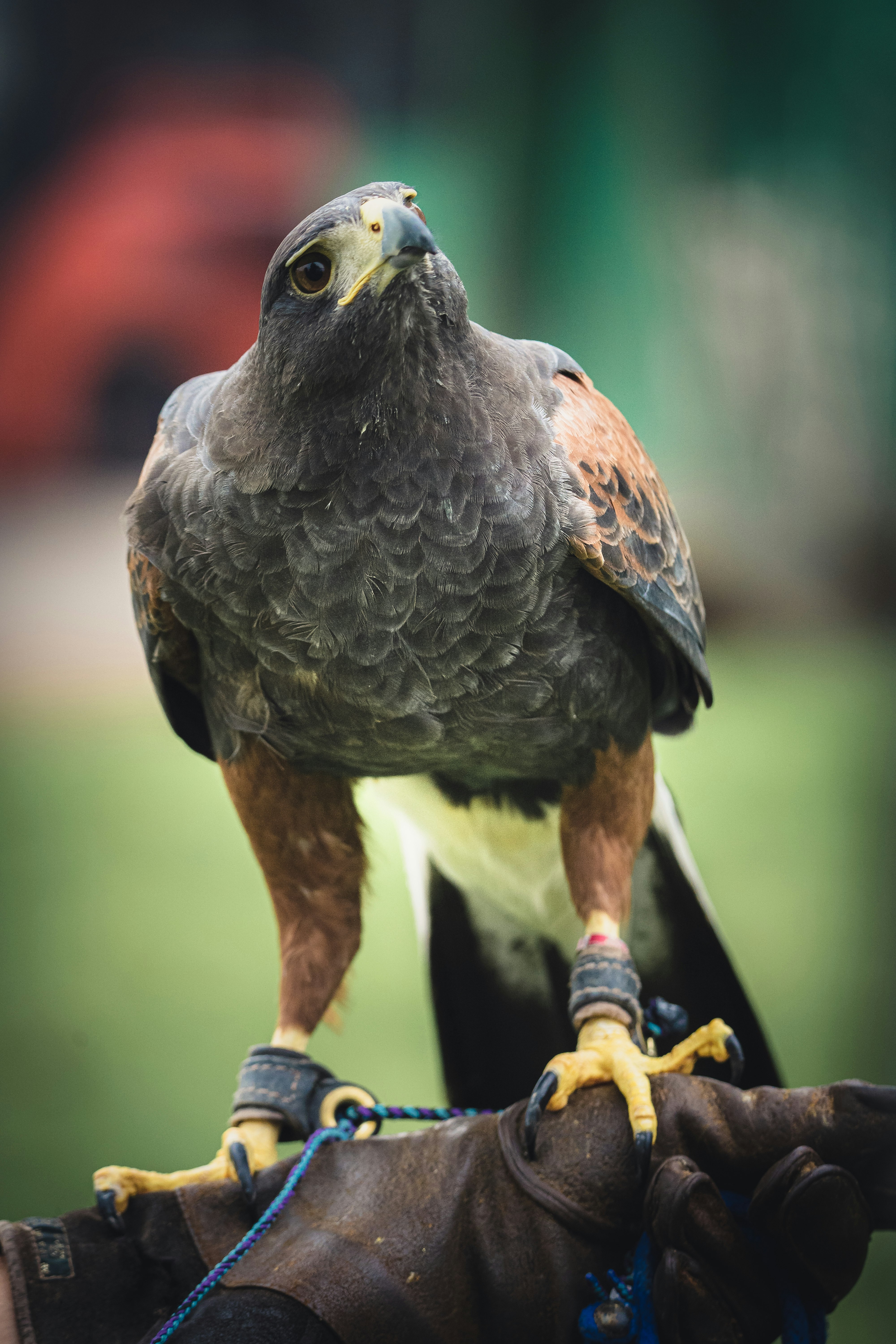 brown and black bird on brown wooden stick