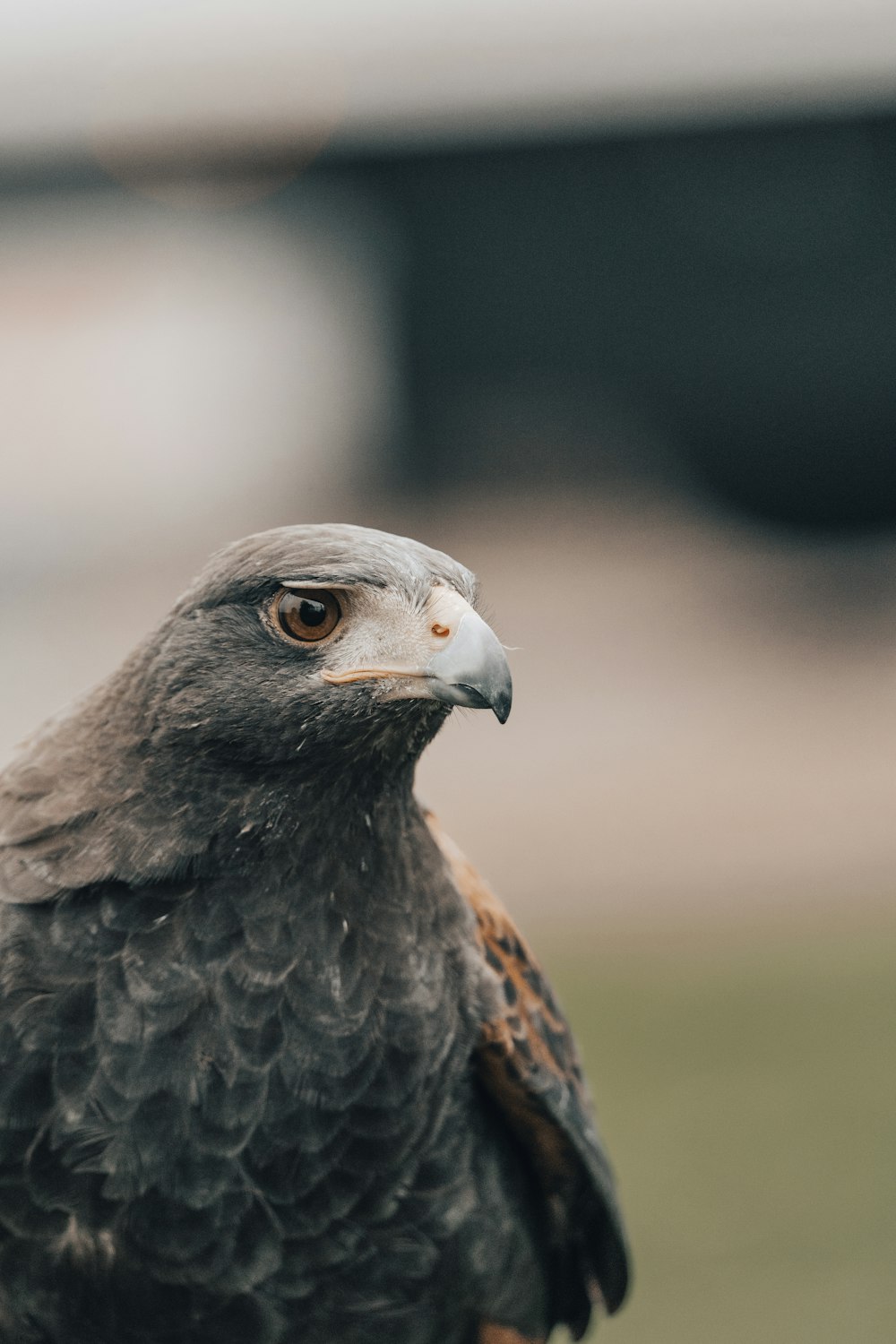 brown and black bird in close up photography