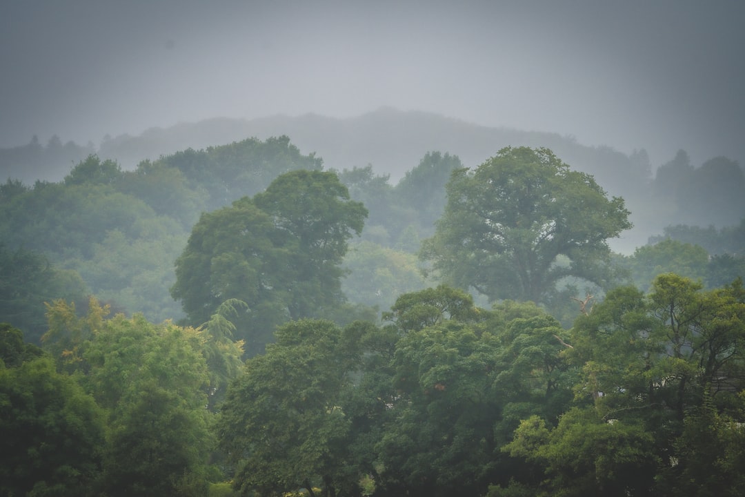 green trees under white sky during daytime