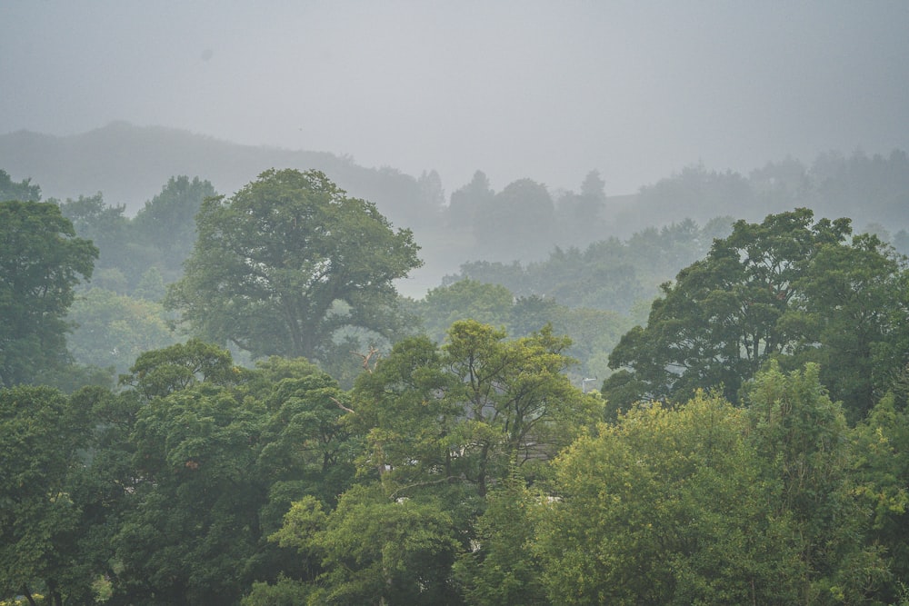 green trees on foggy weather