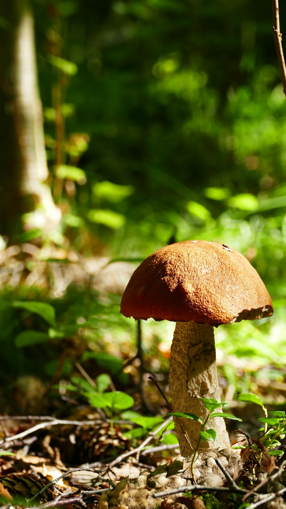 brown mushroom in tilt shift lens