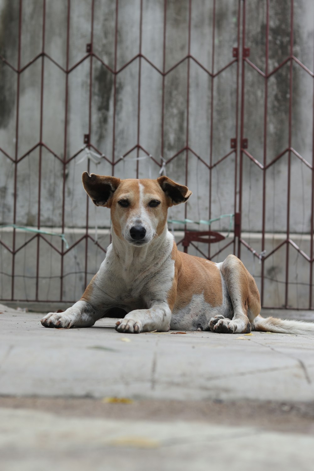 brown and white short coated dog lying on white floor