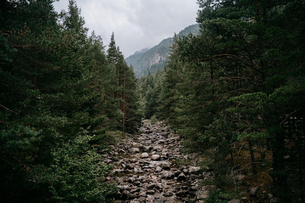 green trees and gray rocks