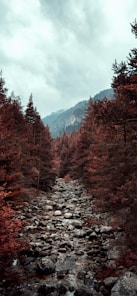 brown trees on rocky ground under white cloudy sky during daytime