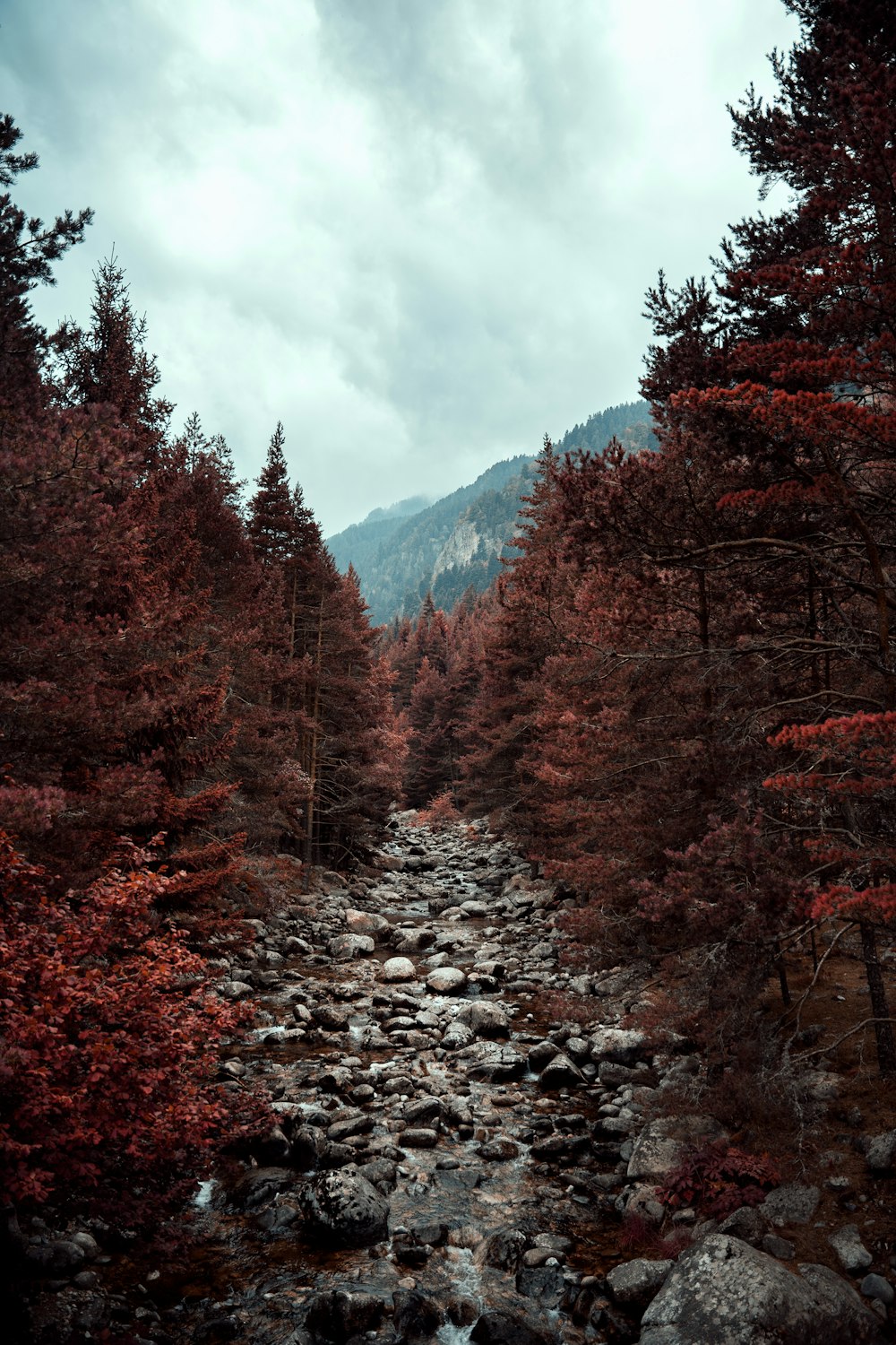 alberi marroni su terreno roccioso sotto cielo nuvoloso bianco durante il giorno