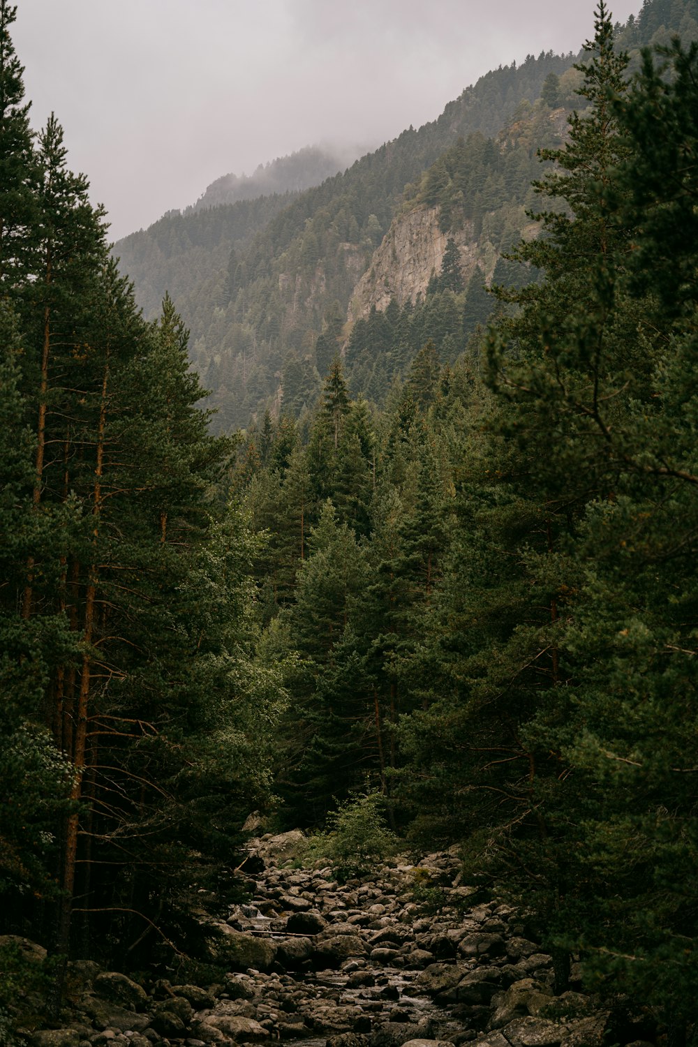 green trees on mountain during daytime