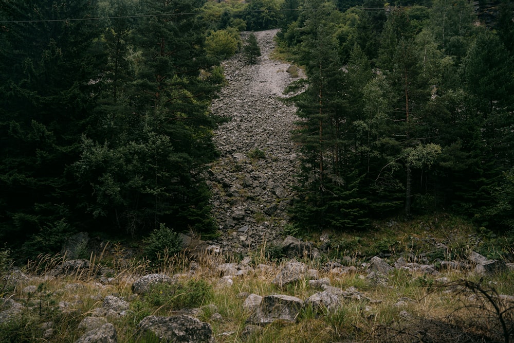 green trees on rocky ground during daytime