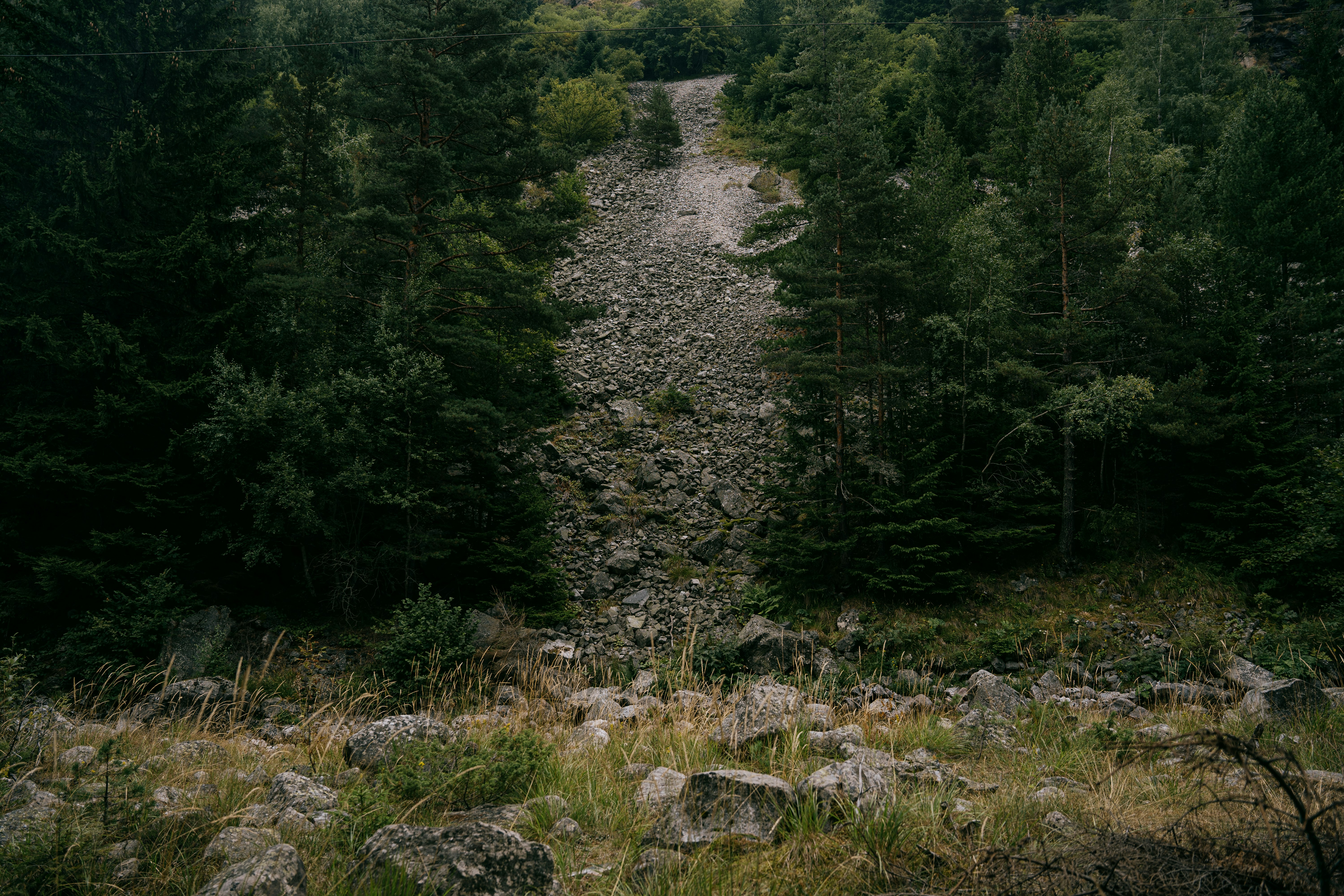 green trees on rocky ground during daytime