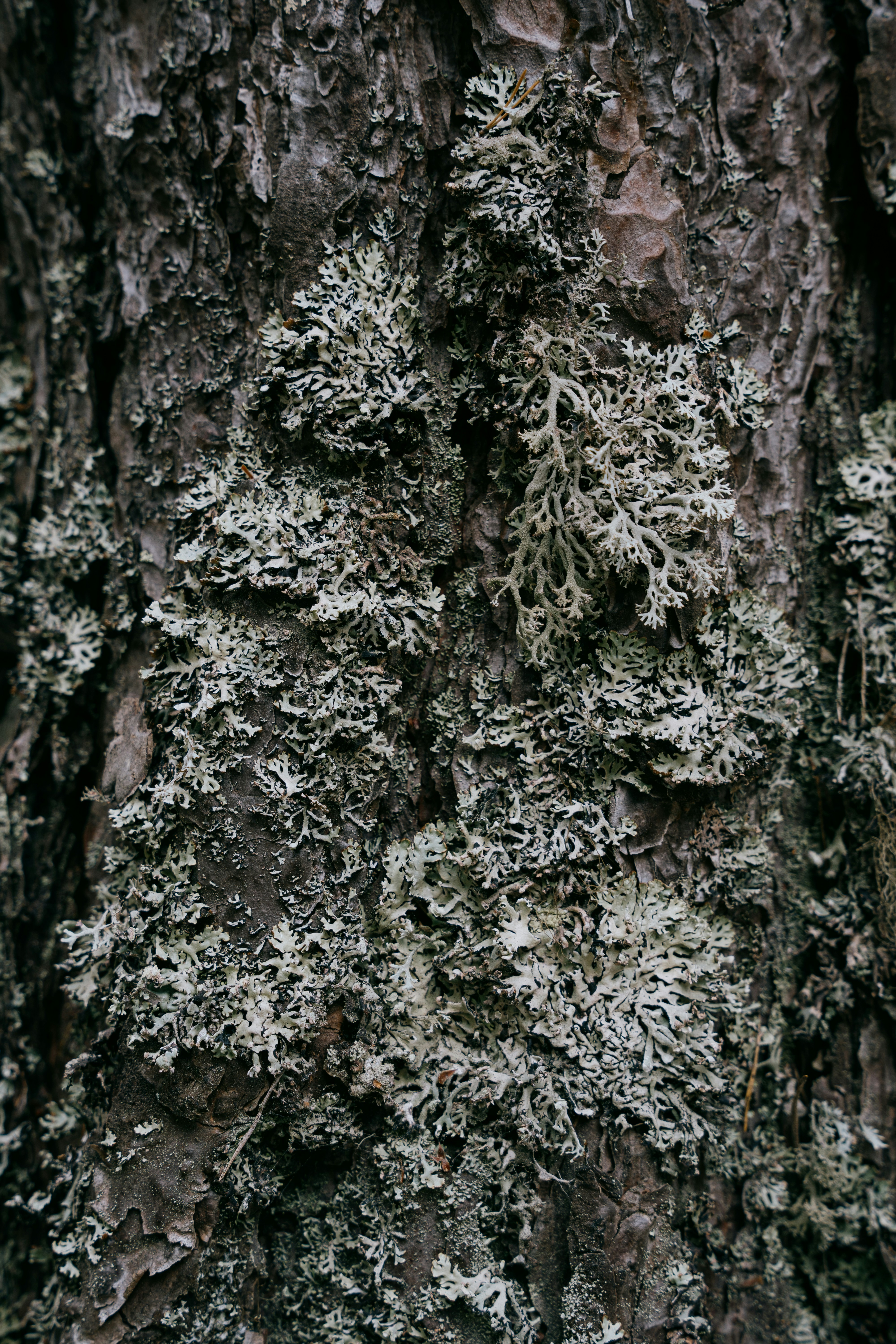 Brauner und weißer Baumstamm