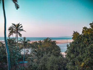 A scenic landscape showcasing a tranquil beach destination with palm trees.