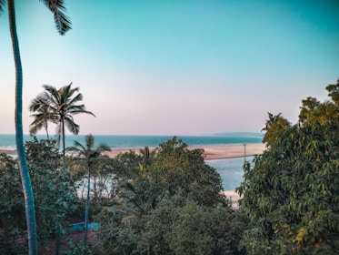 A scenic view of a traditional Tunisian landscape with palm trees and sandy beaches.