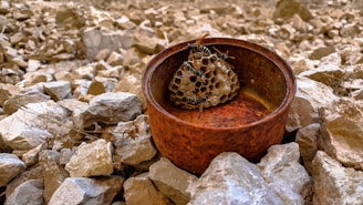 A close-up view of a rusty, brown metal container filled with a small nest of wasps. The container is placed on a bed of rough, beige and white rocks. Multiple wasps are seen on the honeycomb structure inside the container.