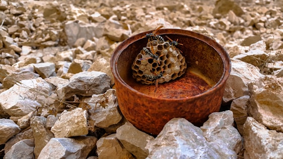 A close-up view of a rusty, brown metal container filled with a small nest of wasps. The container is placed on a bed of rough, beige and white rocks. Multiple wasps are seen on the honeycomb structure inside the container.