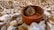 A close-up view of a rusty, brown metal container filled with a small nest of wasps. The container is placed on a bed of rough, beige and white rocks. Multiple wasps are seen on the honeycomb structure inside the container.