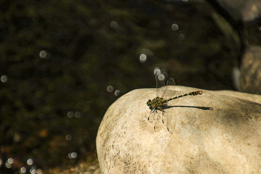 green dragonfly on gray stone during daytime