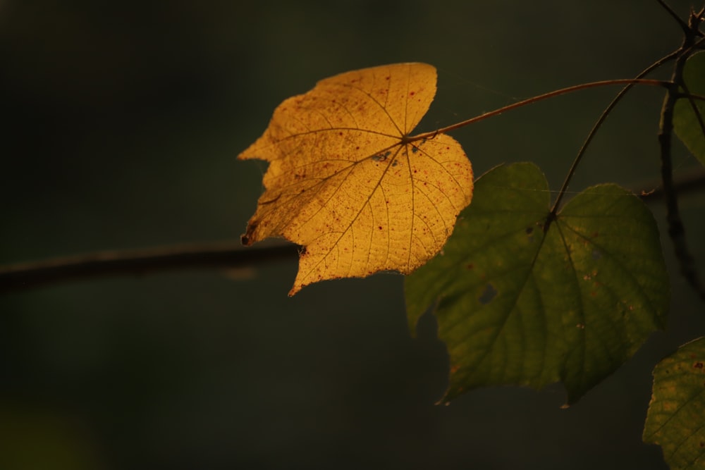 brown maple leaf in close up photography