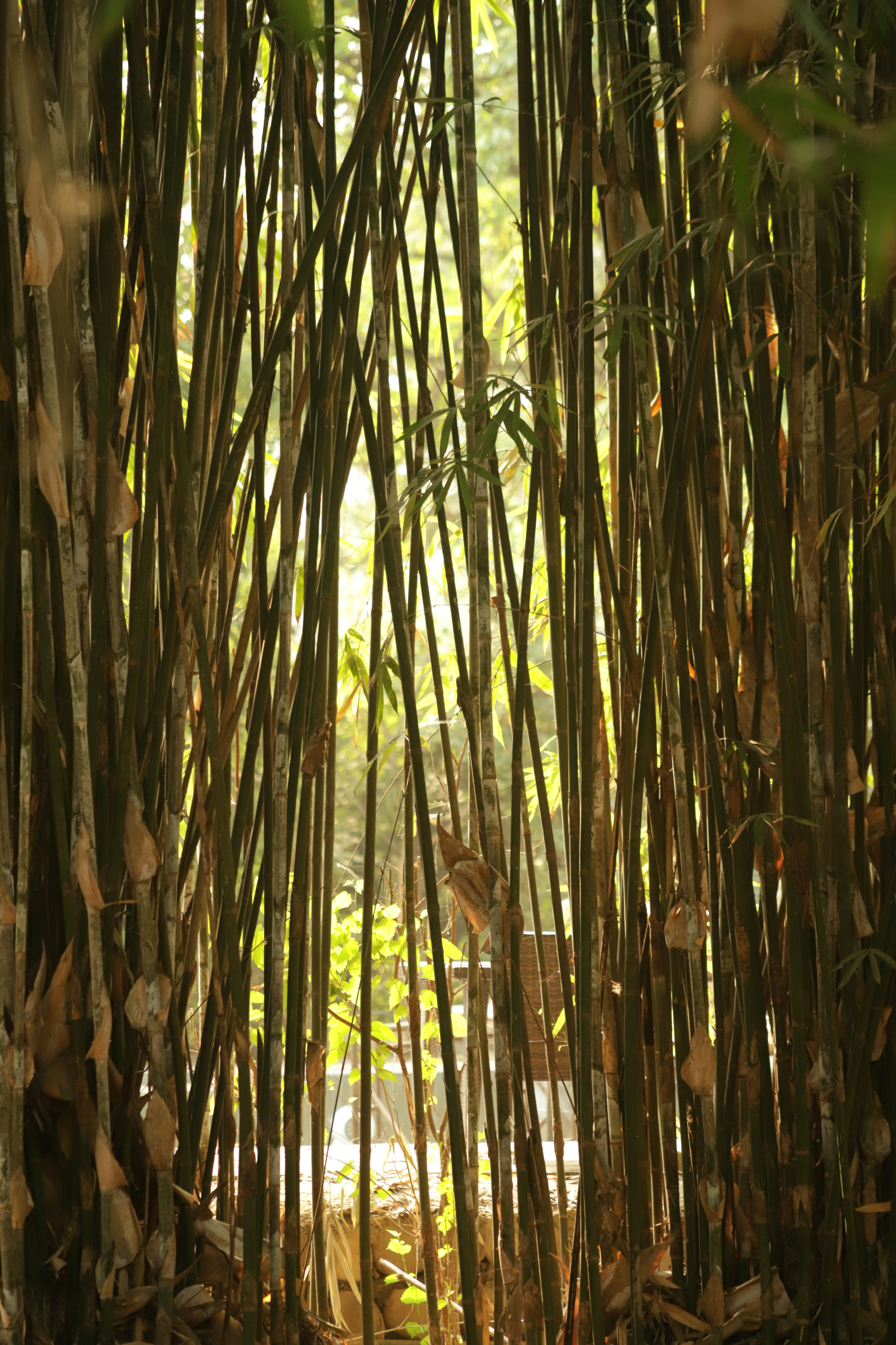 Grüne Bambusbäume tagsüber
