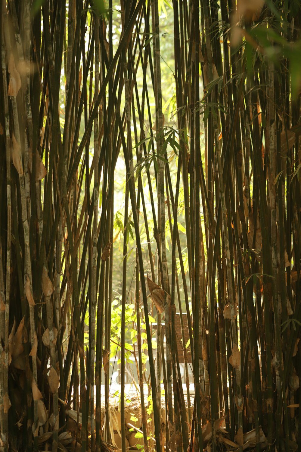 green bamboo trees during daytime