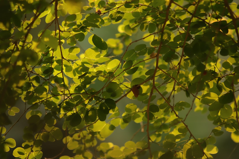 grüne und gelbe Blätter tagsüber