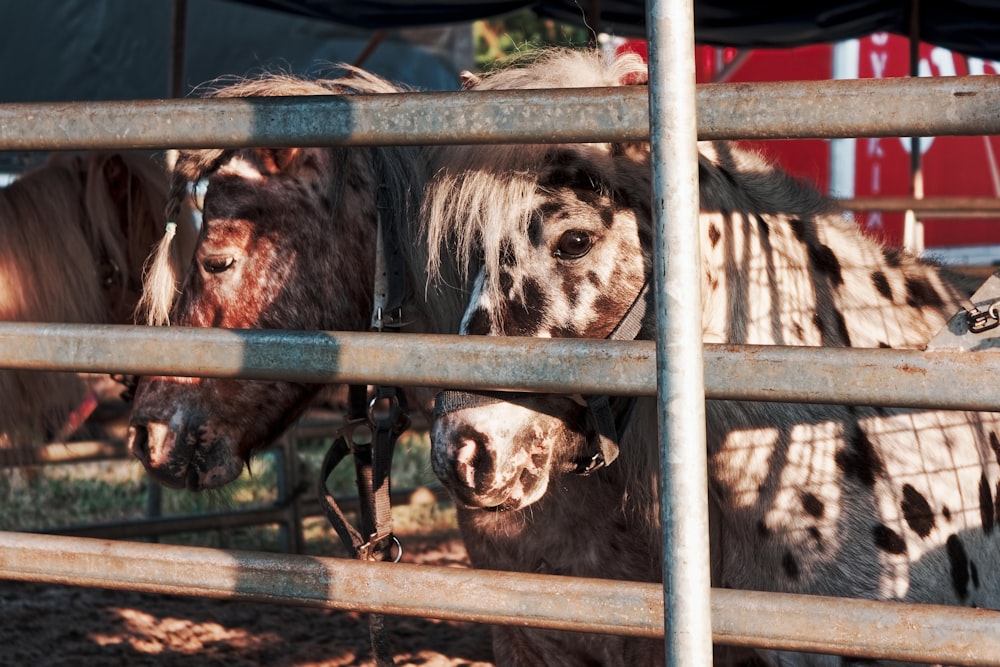 brown and white cow in cage