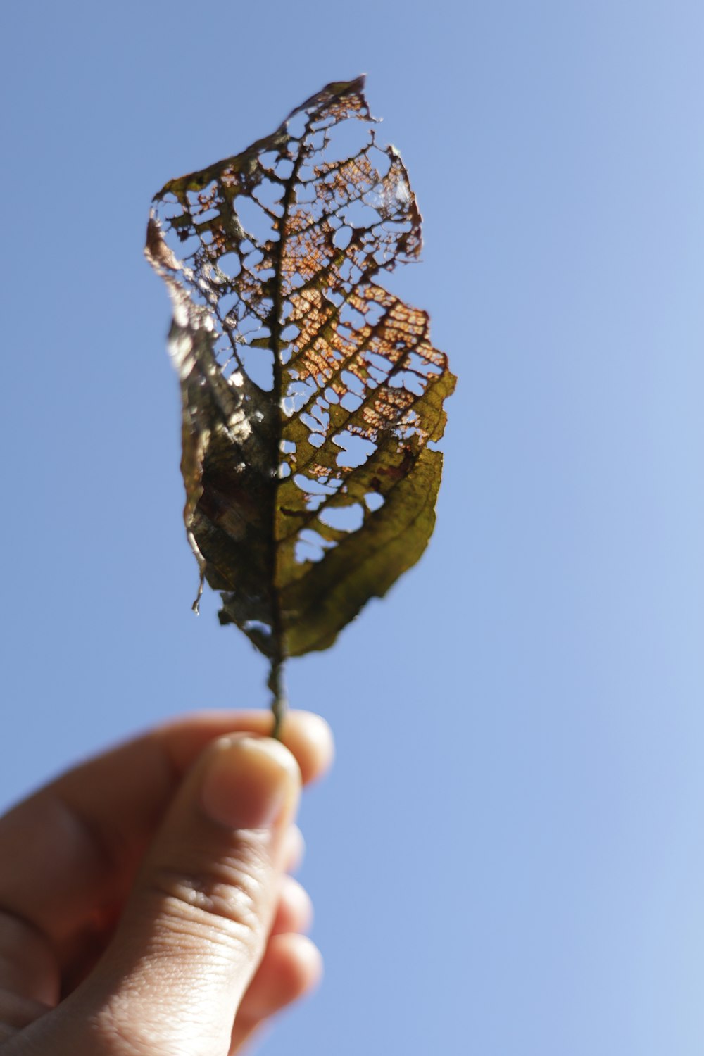 person holding brown dried leaf