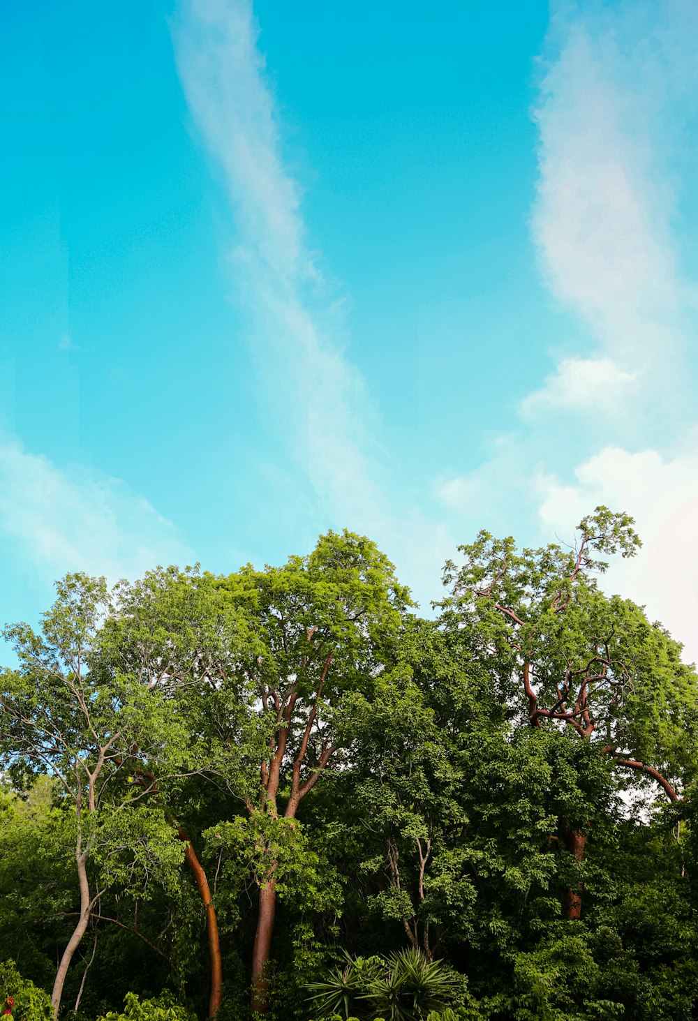 árvores verdes sob o céu azul durante o dia