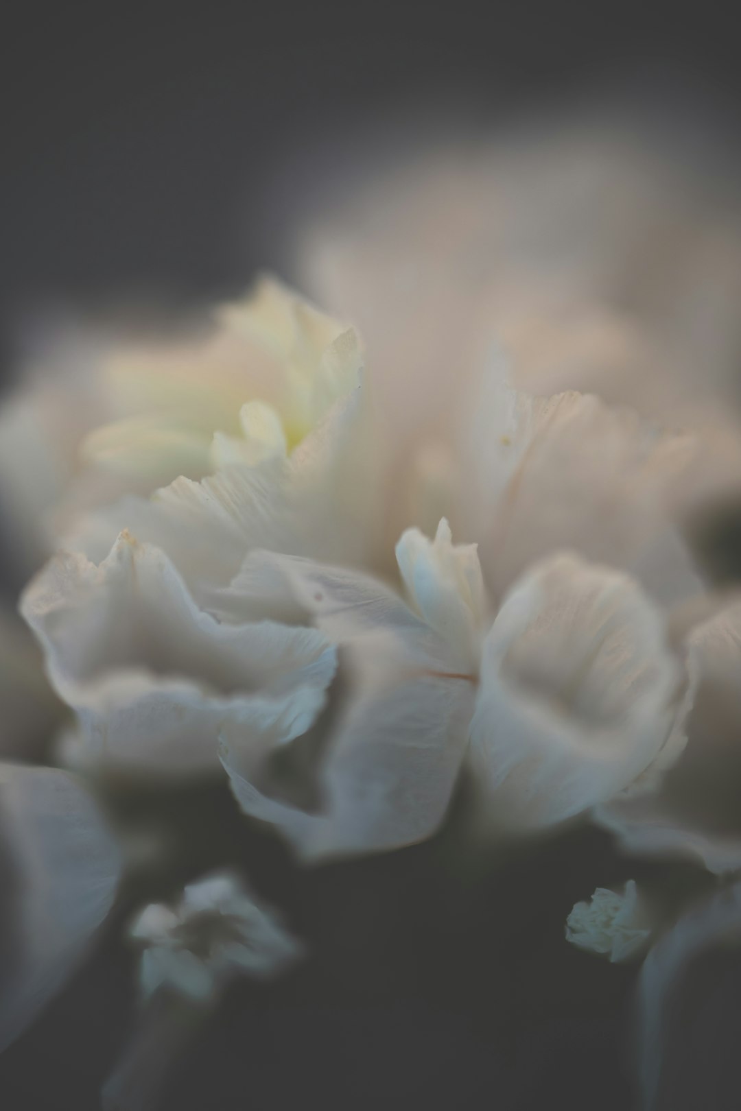 white flower in macro lens