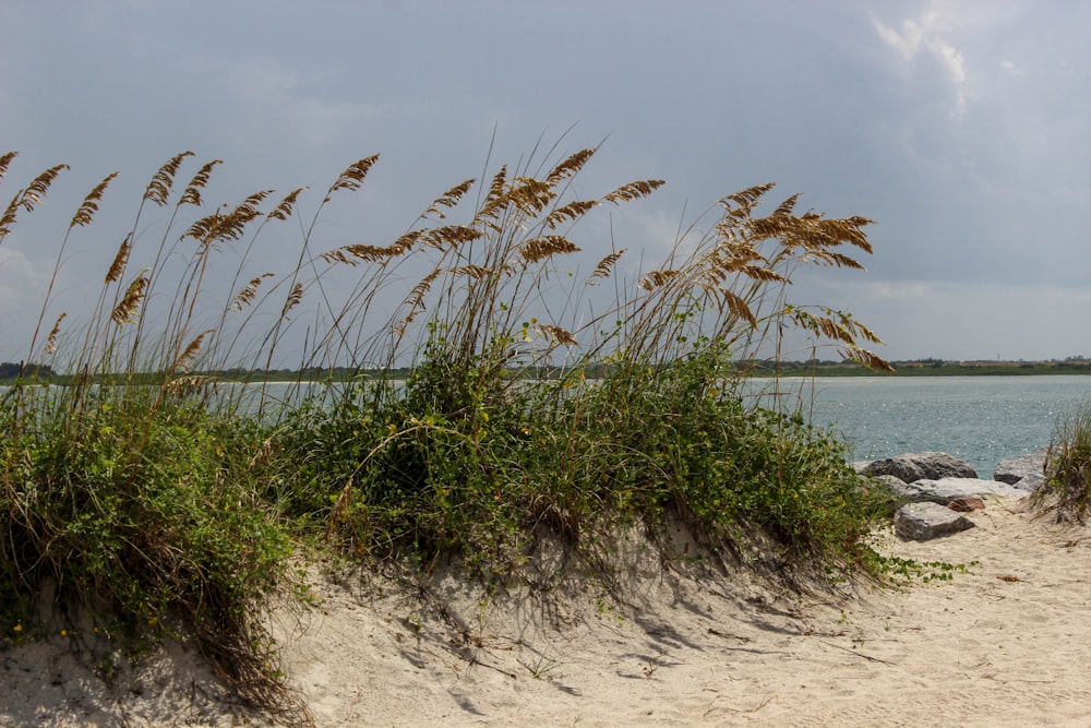 herbe verte sur sable brun près du plan d’eau pendant la journée