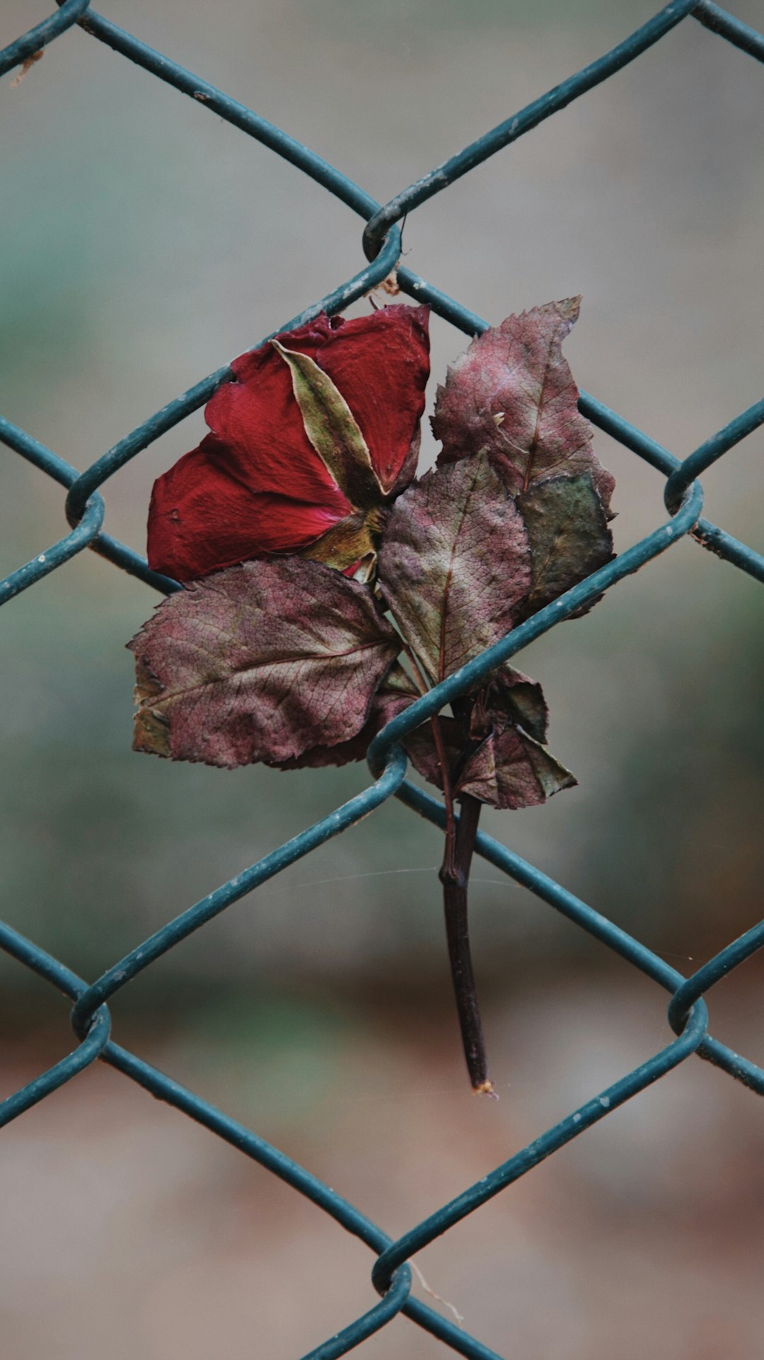 red leaf on grey metal fence