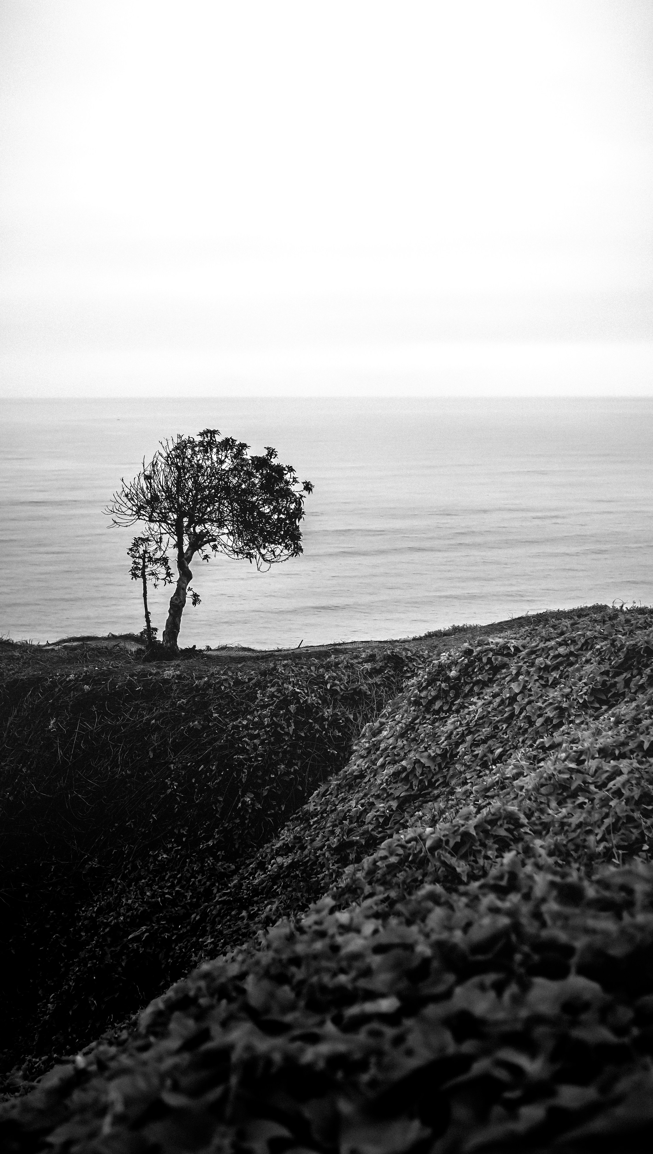 grayscale photo of tree on hill near body of water