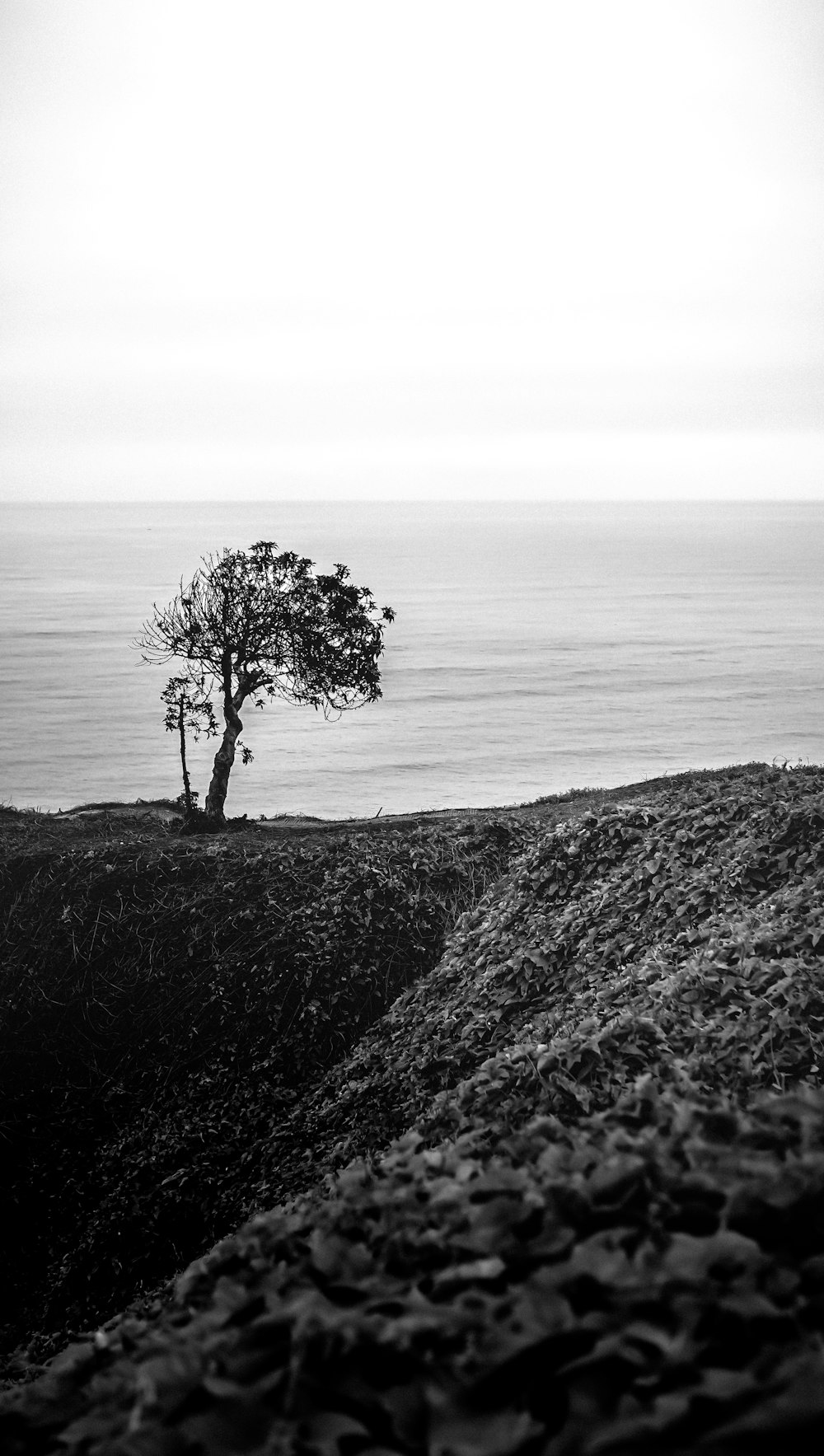 grayscale photo of tree on hill near body of water