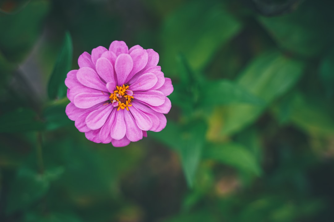 pink flower in tilt shift lens