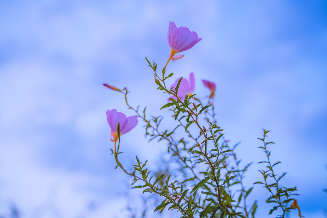 pink flower in green stem