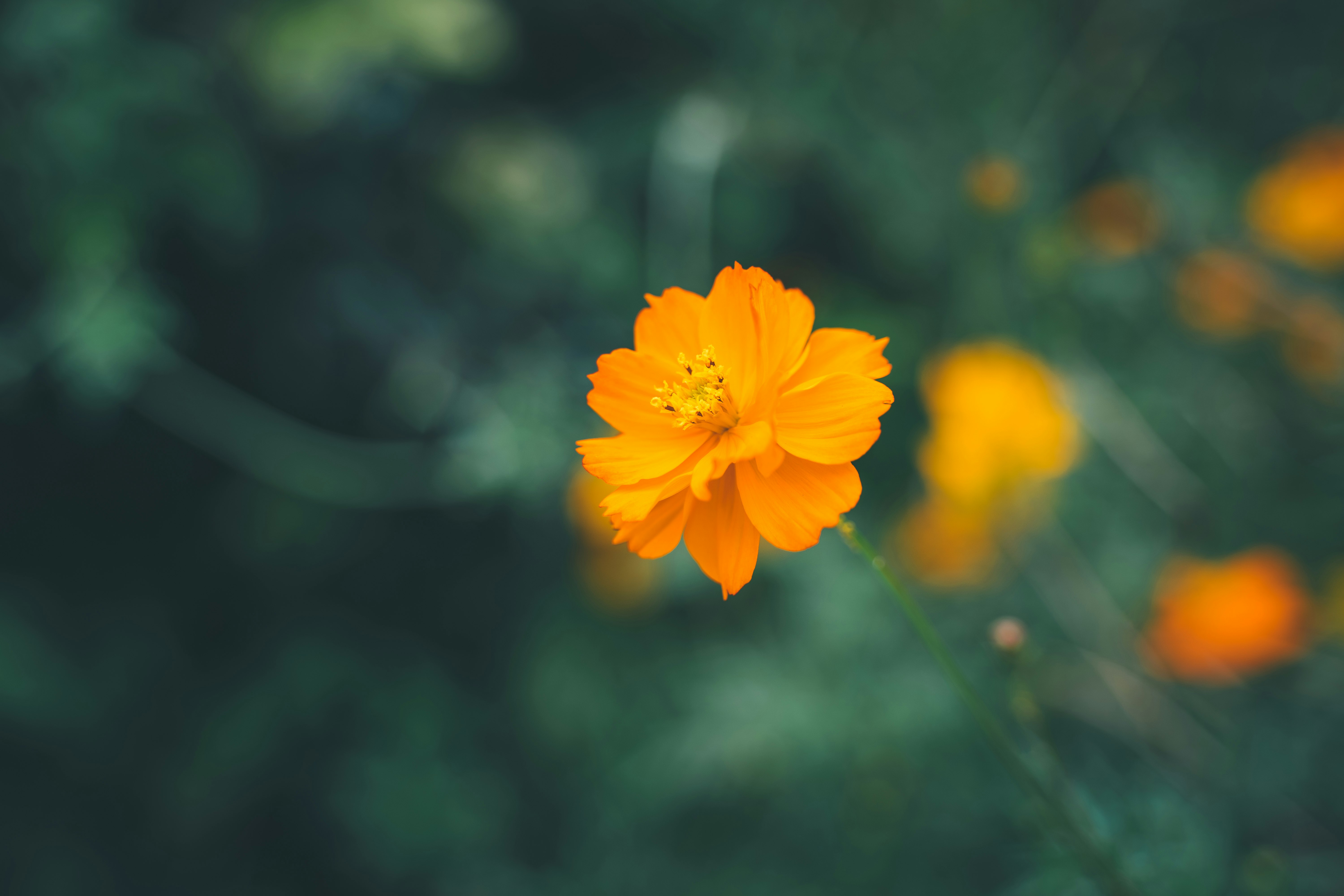 yellow flower in tilt shift lens