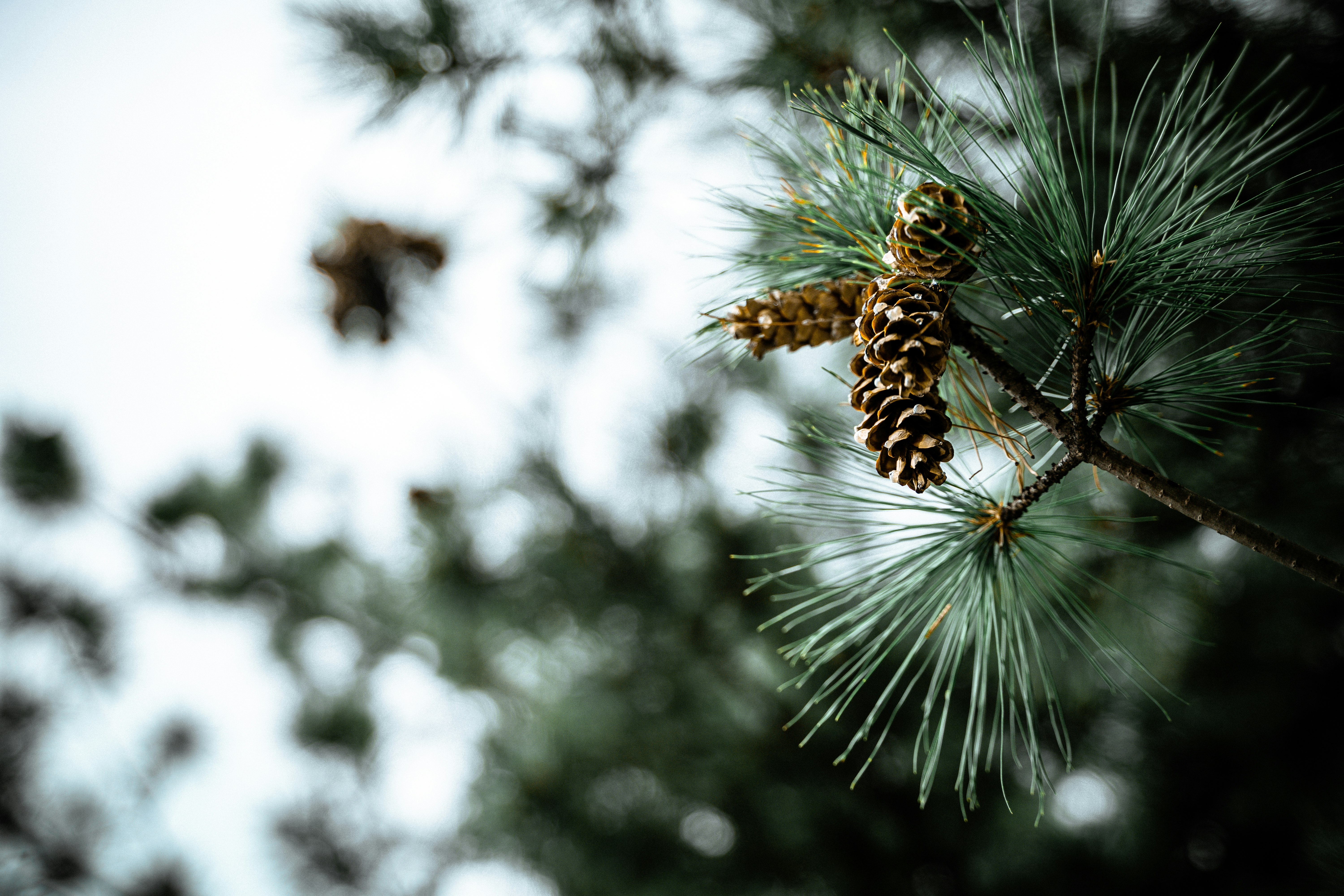 brown and black pine cone on brown tree branch